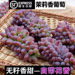 正宗茉莉香葡萄新鲜当季新鲜水果无籽非提子香甜整箱红提玫瑰葡萄