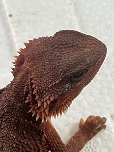 豹纹守宫蜥蜴幼体高端爬宠活物好养易活的小动物不咬人冷门宠物