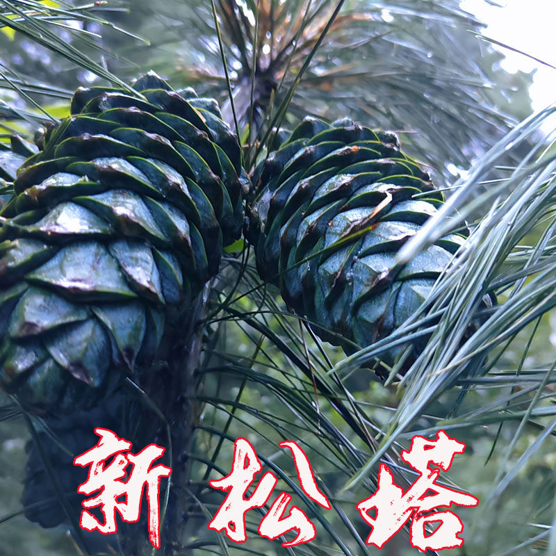 松塔松鼠口粮野生华山松大松塔新鲜绿松塔松果松鼠吃的粮食磨牙