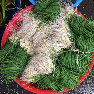 湘西新鲜野葱野菜现挖小根蒜胡葱野生葱百香葱苦藠头薤白可做种苗