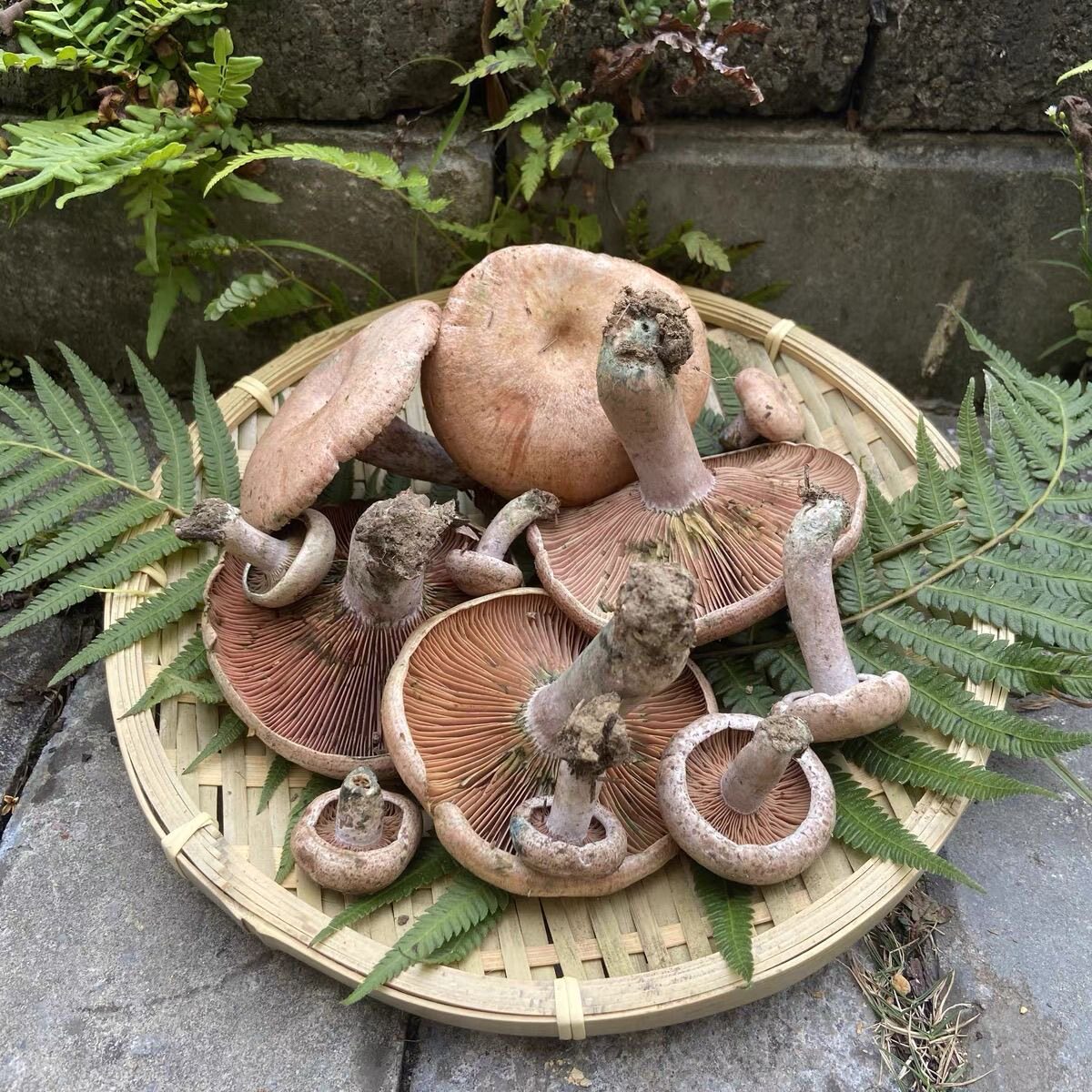 现货枞树菌野葱顺丰包邮