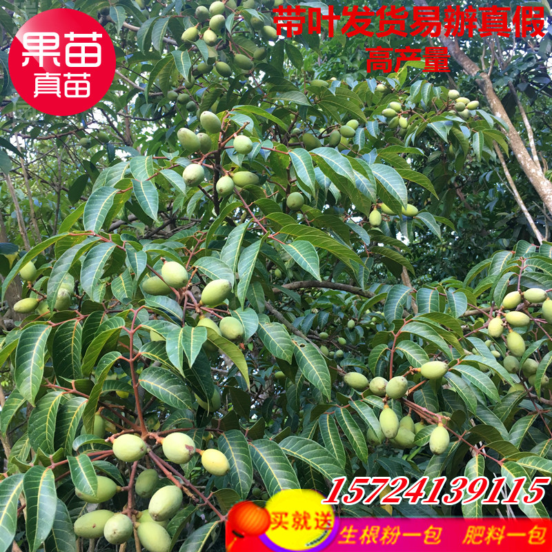 水果树苗青橄榄苗酥皮甜种橄榄嫁接苗正宗金玉三捻橄榄乌橄榄果苗