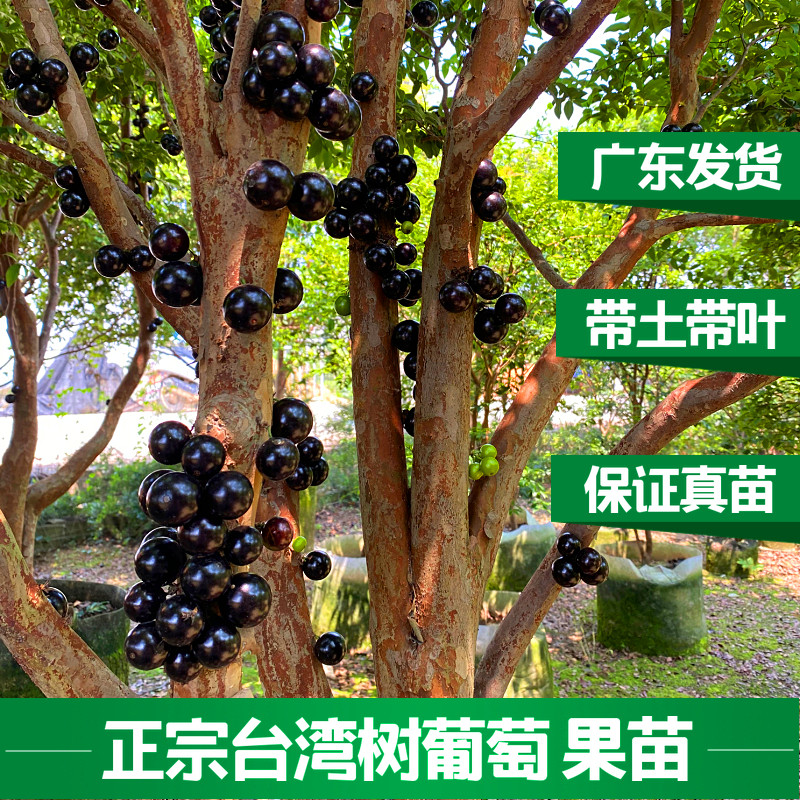 艾斯卡嘉宝果树苗四季早生嘉宝果树葡萄树苗果树盆栽地栽带土发货