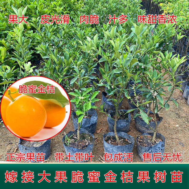 脆皮金桔树苗 新品种脆蜜金柑苗 带果盆栽地栽四季果树苗当年结果