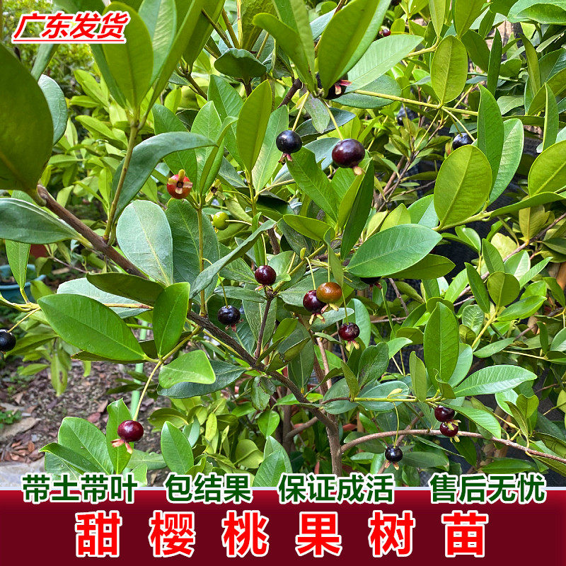 樱桃树苗巴西甜樱桃树苗大果黑玫瑰樱桃苗树盆栽地栽种植当年结果