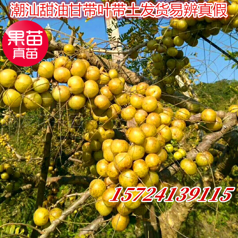 包邮狮头甜种油甘苗油甘果树苗余甘子四季结果嫁接果树苗当年结果