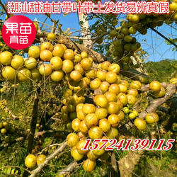 包邮狮头甜种油甘苗油甘果树苗余甘子四季结果嫁接果树苗当年结果