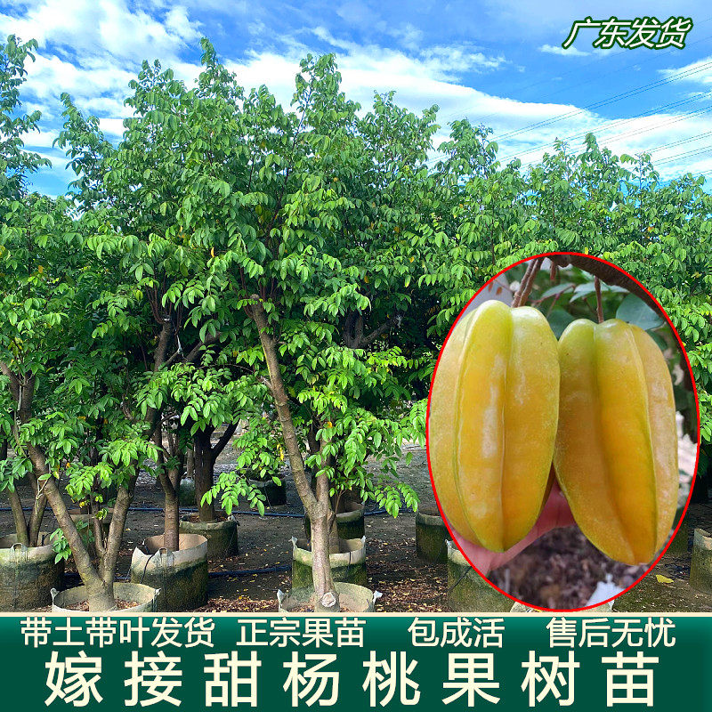 杨桃果树苗台湾四季甜杨桃苗树脆甜无渣当年结果盆栽地栽南方种植