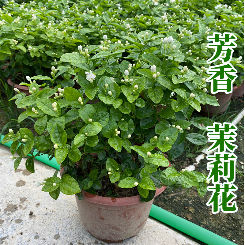 浓香双瓣茉莉花苗盆栽室内室外防蚊植物阳台驱蚊芳香净化空气绿植