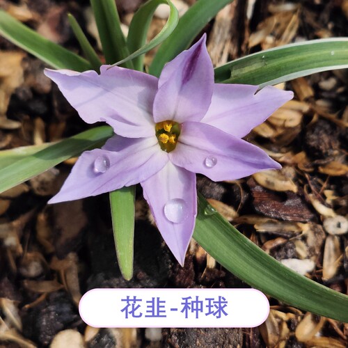 【限量花种】10元包邮分享-花韭种球/花毛茛小爪/蜀葵秋播自收