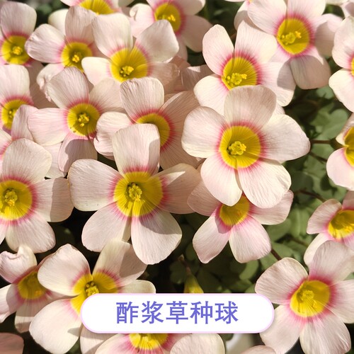 【限量花种】10元包邮分享-酢浆草种球OB晚花秋播家庭自收