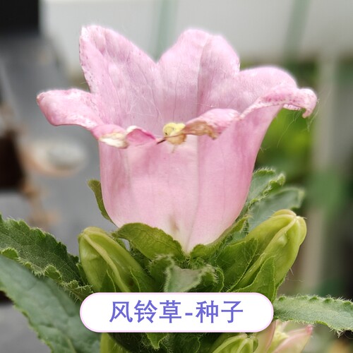 【限量花种】10元包邮分享-酒杯风铃草粉色白色种子秋播家庭自收