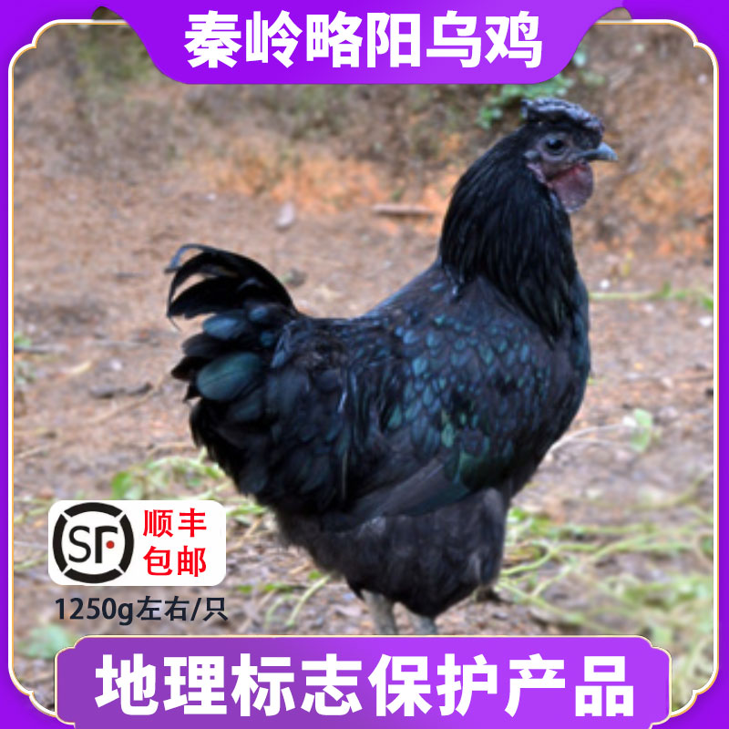 略阳乌鸡山林散养乌骨鸡月子土鸡整只顺丰包邮老乌鸡