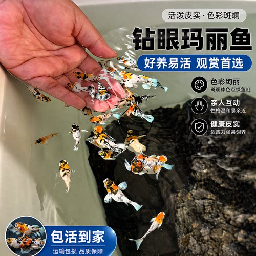 Molly钻石眼玛丽鱼越南进口瓷白柠檬黄玛丽奶牛胎生鱼燕尾玛丽球