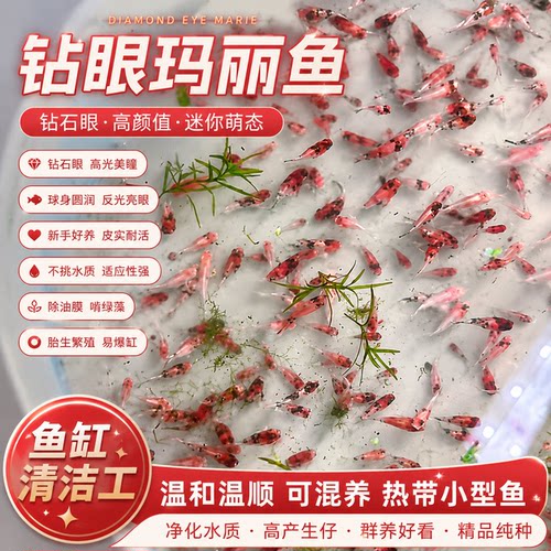胎生新手玛丽孔雀热带皮球米奇好养热带鱼小型小鱼牡丹月光观赏鱼