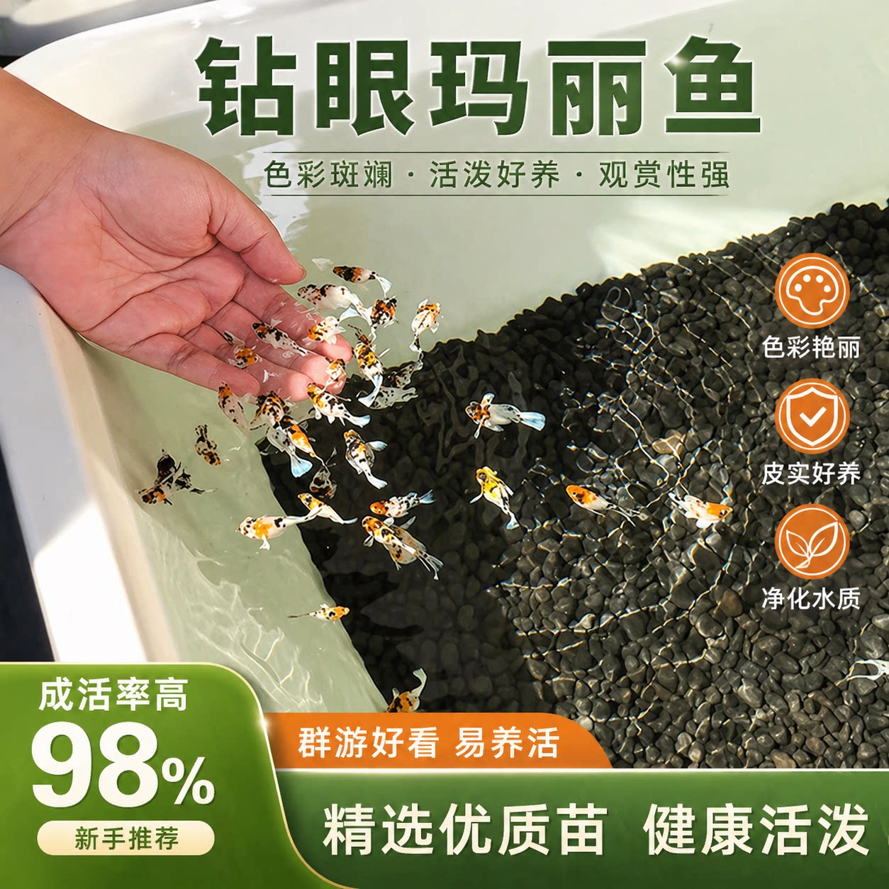 钻石眼瓷白玛丽球鱼玛丽鱼越南进口大种球体热带观赏鱼胎生好养