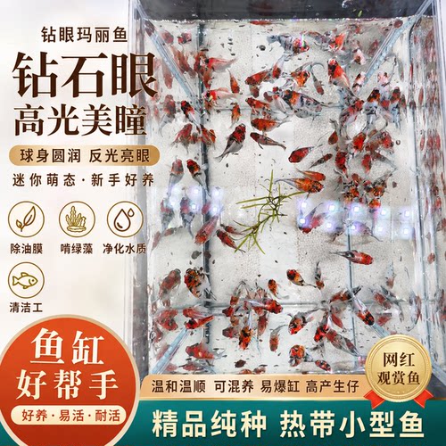 精品红米奇小型鱼活体观赏鱼玛丽鱼小鱼胎生鱼热带鱼鱼苗好养耐活