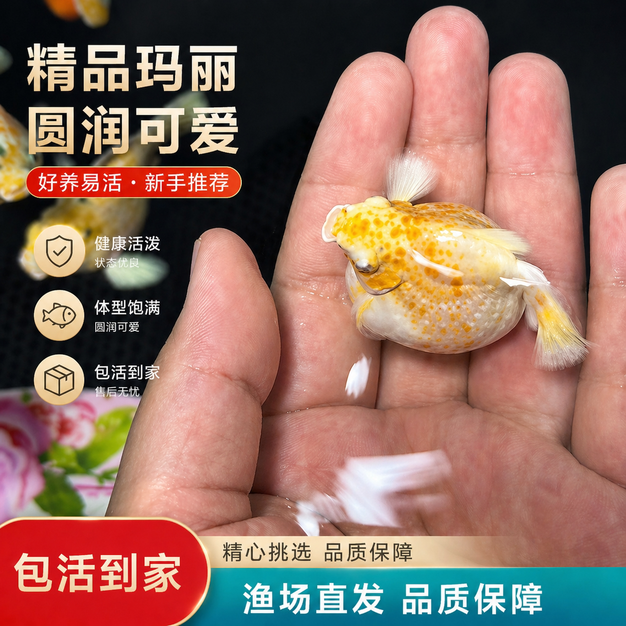 越南钻石眼玛丽鱼瓷白玛丽鱼柠檬黄玛丽奶牛球体玛丽球燕尾玛丽