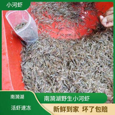 1斤装小河虾活冻淡水活虾现冻小白虾草虾明虾青虾虾米可食用补钙