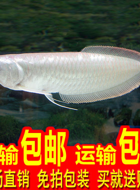 银龙鱼观赏鱼招财鱼银龙鱼