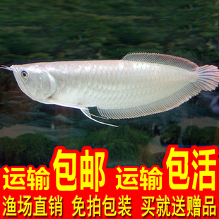 银龙鱼活鱼练手龙鱼观赏鱼活体中大型金龙鱼幼苗热带中型鱼苗招财