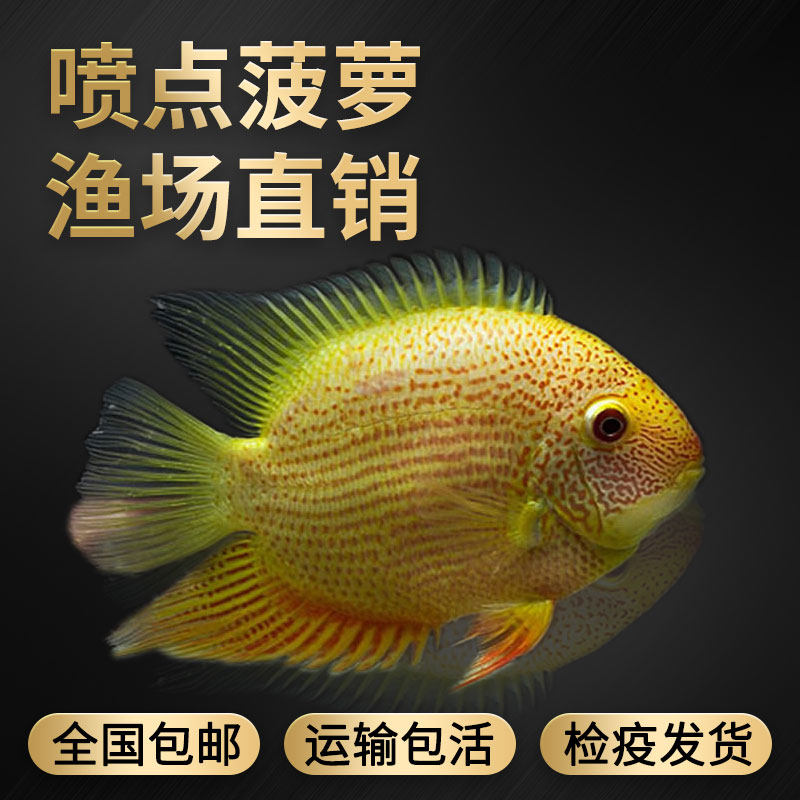 中大型淡水活体鱼热带鱼观赏鱼宠物活体菠萝鱼金菠萝鱼喷点菠萝鱼