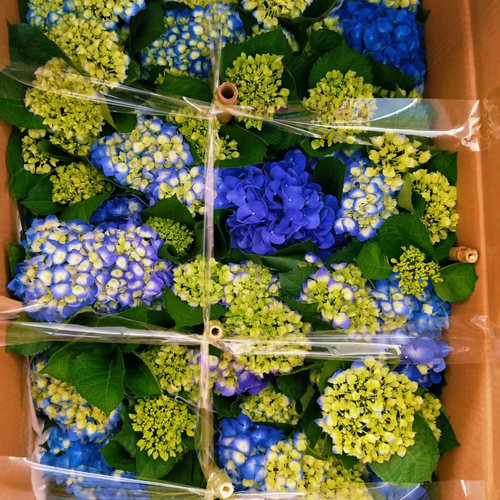 绣球多花苞矮生耐热进口炫彩花苗庭院花园种植多年生观花植物基地