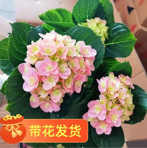 绣球花苗老桩多季开花