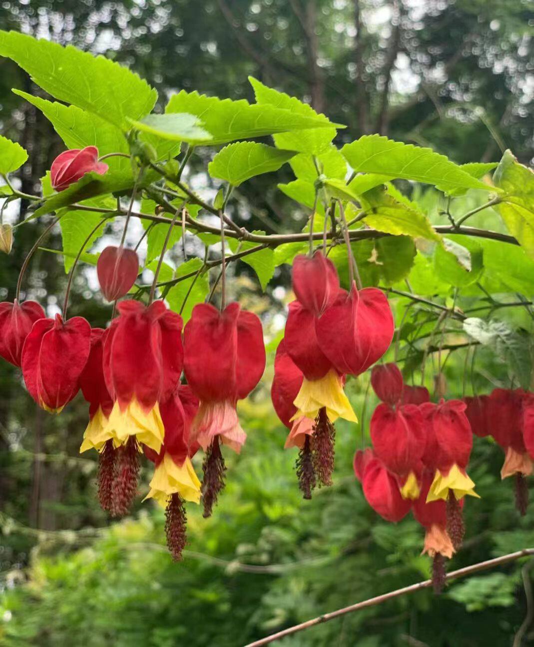 藤本植物灯笼花盆栽蔓性风铃花四桌面绿植