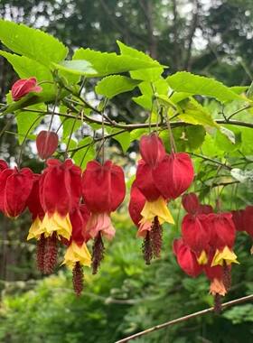 藤本植物灯笼花盆栽蔓性风铃花四季开花爬藤室外庭院好养易活花卉