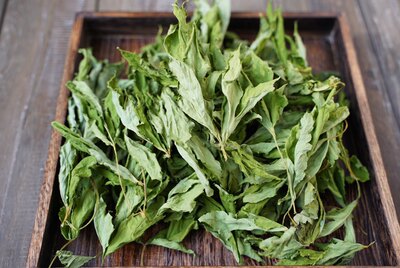 明日叶低温烘焙干品自然农法种植