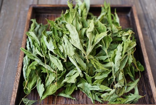 明日叶低温烘焙干品自然农法种植