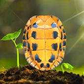 纯种石金钱龟 繁殖情侣老种龟水龟外塘龟 食用石金钱大龟煲汤肉龟