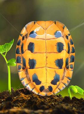 外塘南石龟纯种石金钱大龟 煲汤药食用肉龟老种龟繁殖下蛋招财龟