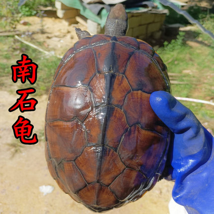 食用石金钱大龟煲汤肉龟 纯种石金钱龟 黄喉拟水龟繁殖下蛋外塘龟