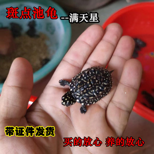 正宗斑点龟满天星龟黑池龟星点龟大鱼缸深水观赏龟招财宠物龟活体