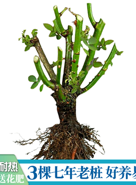 7年老桩切花玫瑰月季室内阳台盆栽春夏秋庭院大花浓香净化空气3棵