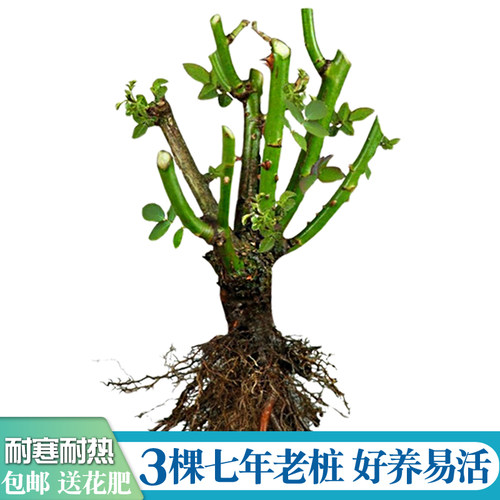 7年老桩切花玫瑰月季室内阳台盆栽春夏秋庭院大花浓香净化空气3棵