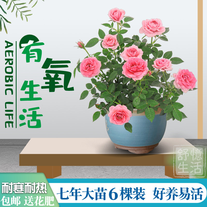 7年玫瑰老桩老根四季盆栽室内开花不断特大花浓香室外阳台庭院6棵,鲜花速递/花卉仿真/绿植园艺,月季/蔷薇/玫瑰,淘宝优惠券,粉丝福利购,淘宝优惠卷