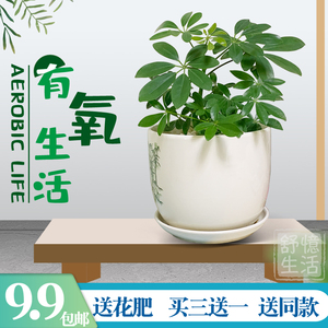 鸭脚木易活客厅办公室进化空气