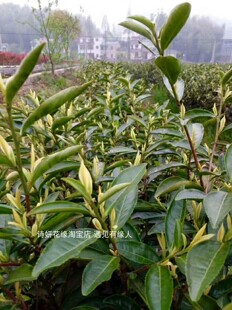 38元包邮浙江奶白茶茶树茶叶树苗黄茶苗绿茶树苗白茶极白叶子喝的