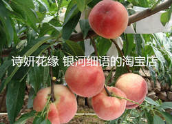 正宗果树苗宁波奉化水蜜桃苗品种保证湖景玉露锦绣黄桃果苗桃树苗