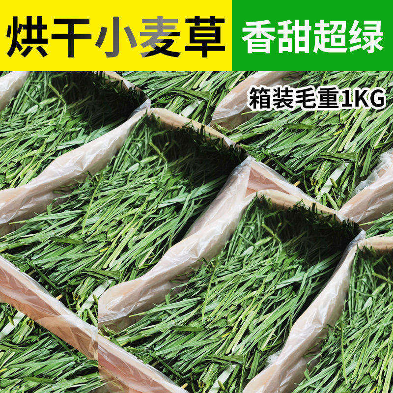 26年小麦草香嫩好吃牧草口感棒棒