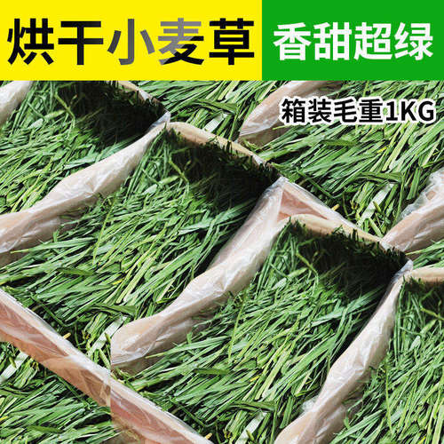 26年小麦草香嫩好吃牧草口感棒棒