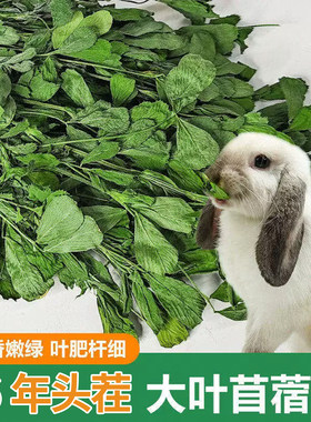 云南大叶苜蓿草真的贵但是真的好