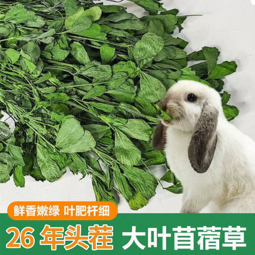 云南大叶苜蓿草真的贵但是真的好