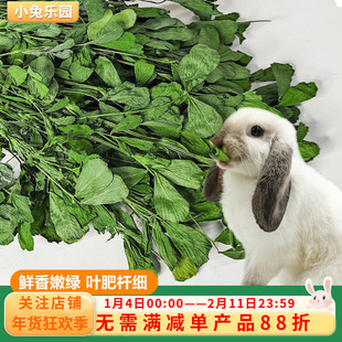 苜蓿草大叶苜蓿草干草兔子粮草兔草幼兔龙猫吃的粮食苜宿草兔子草