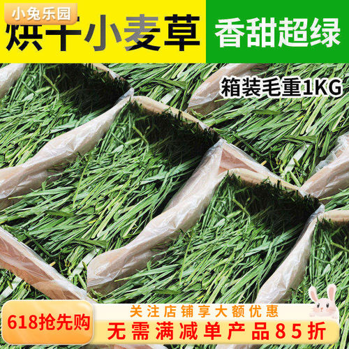 26年小麦草香嫩好吃牧草口感棒棒