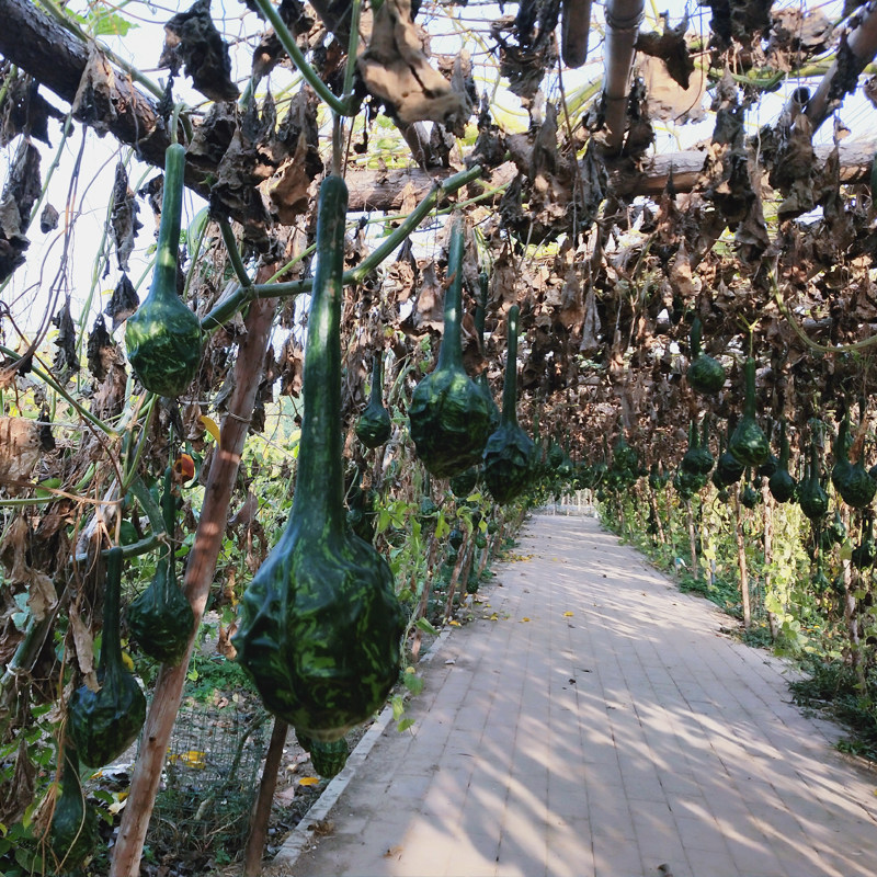 纯天然鹤首大葫芦异形葫芦狼牙棒种子观赏长柄葫芦带籽
