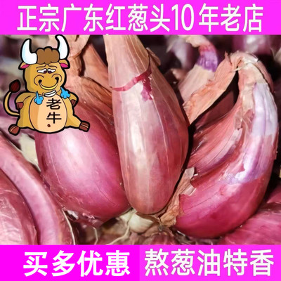广东本地红葱头干葱头火葱正宗新鲜小香葱食用熬葱油特香产地包邮